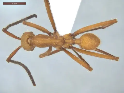 Eciton hamatum - ECOFOG-TR13-0001-09