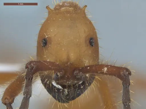 Eciton hamatum - ECOFOG-TR13-0001-09