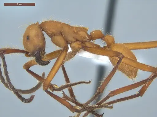 Eciton hamatum - ECOFOG-TR13-0001-09