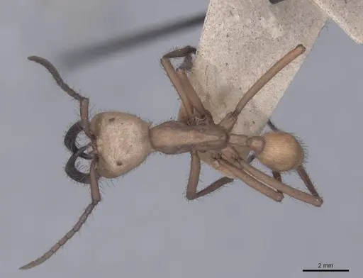 Eciton hamatum - FMNHINS0000045240