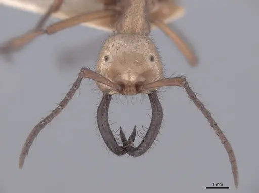 Eciton hamatum - FMNHINS0000045240