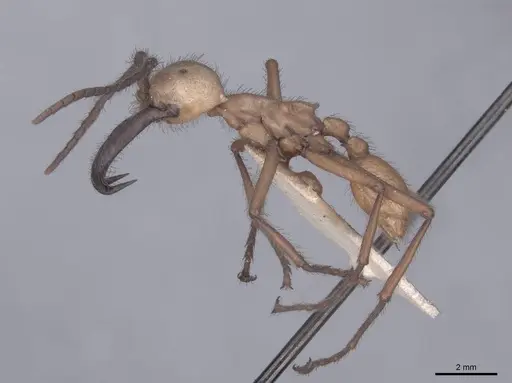 Eciton hamatum - FMNHINS0000045240