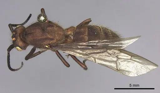 Eciton hamatum - INB0003692970