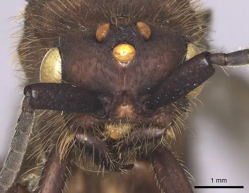 Eciton hamatum - INB0003692970