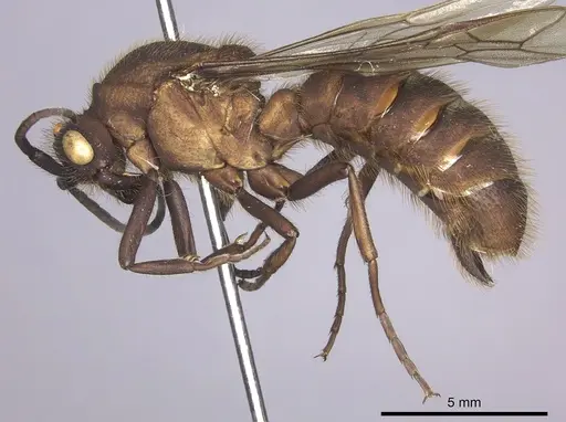 Eciton hamatum - INB0003692970