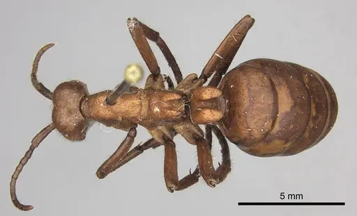 Eciton hamatum - INBIOCRI001283500