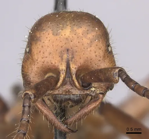 Eciton hamatum - INBIOCRI001283500