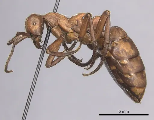 Eciton hamatum - INBIOCRI001283500