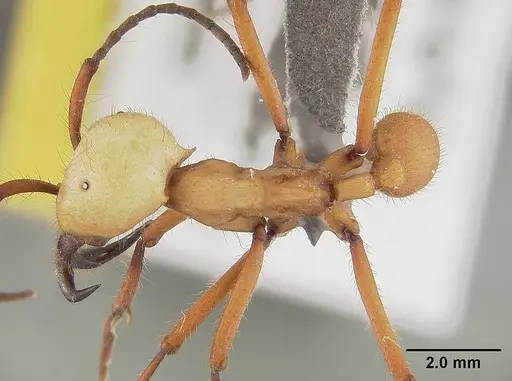 Eciton hamatum - USNMENT01124222