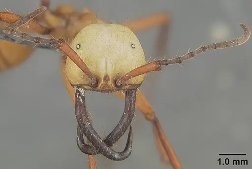 Eciton hamatum - USNMENT01124222