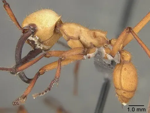 Eciton hamatum - USNMENT01124222