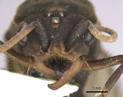 Eciton jansoni specimen