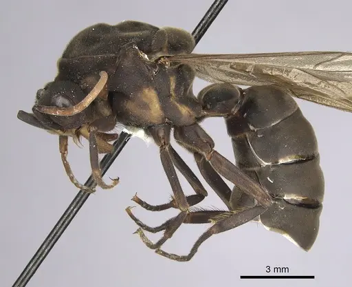 Eciton jansoni specimen