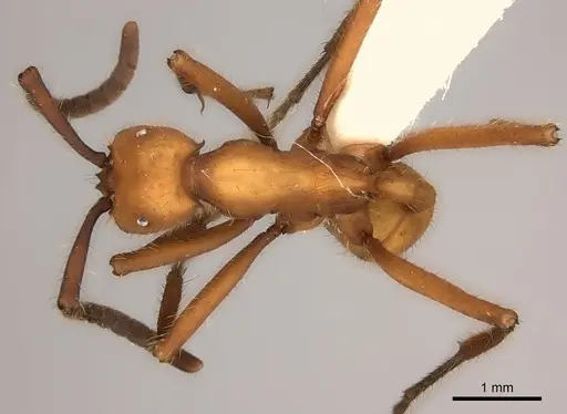 Eciton lucanoides specimen