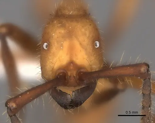 Eciton lucanoides specimen