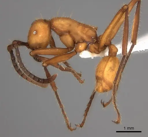 Eciton lucanoides specimen