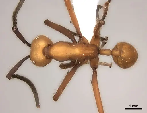 Eciton lucanoides - CASENT0217472