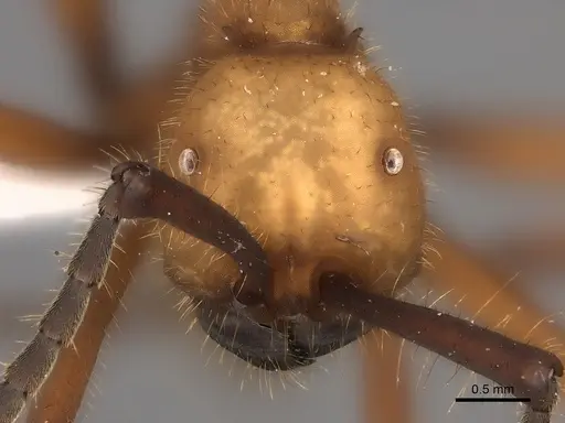 Eciton lucanoides - CASENT0217472