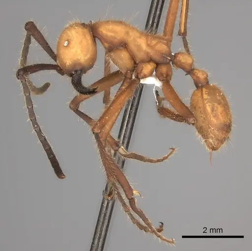 Eciton lucanoides - CASENT0217472