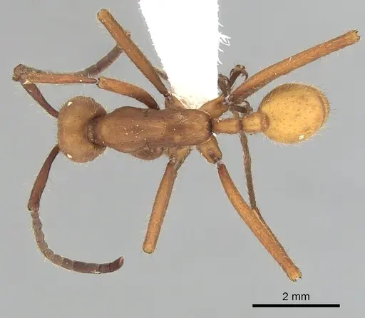 Eciton lucanoides - CASENT0249459