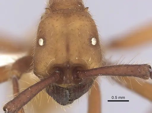 Eciton lucanoides - CASENT0249459