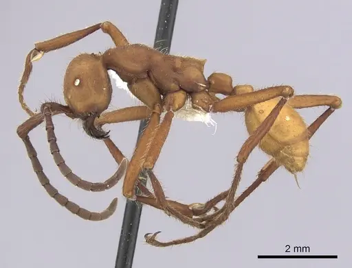 Eciton lucanoides - CASENT0249459