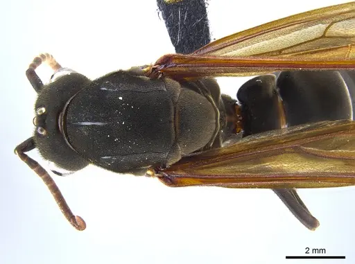 Eciton lucanoides - CASENT0650670