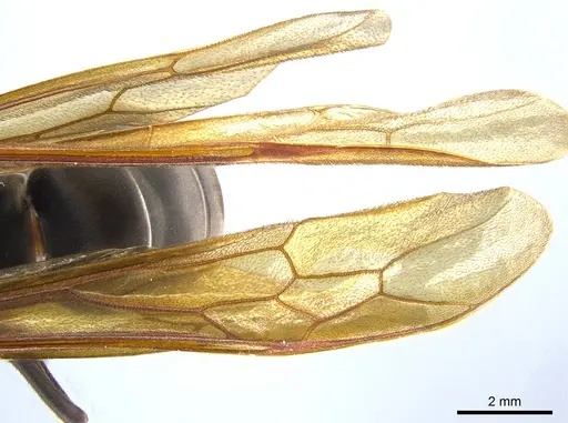 Eciton lucanoides - CASENT0650670