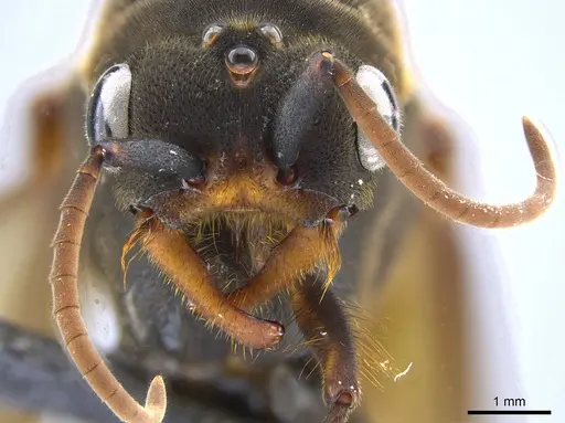 Eciton lucanoides - CASENT0650670