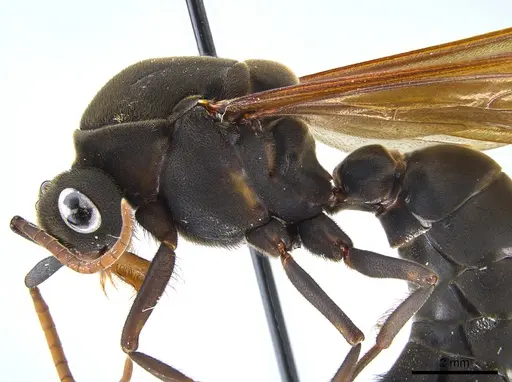 Eciton lucanoides - CASENT0650670