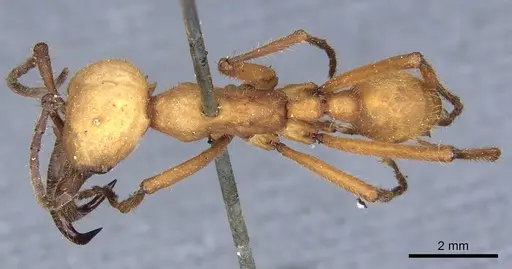 Eciton lucanoides - CASENT0903719