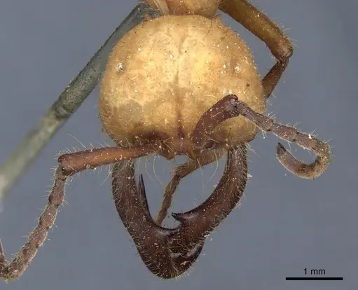 Eciton lucanoides - CASENT0903719