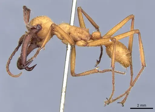 Eciton lucanoides - CASENT0903719