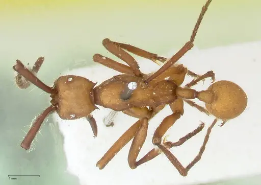 Eciton lucanoides - FOCOL1131