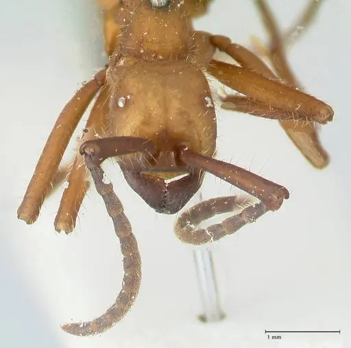 Eciton lucanoides - FOCOL1131