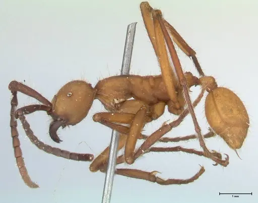 Eciton lucanoides - FOCOL1131