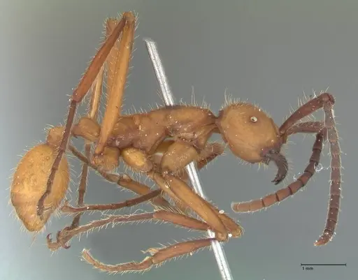 Eciton lucanoides - FOCOL1131