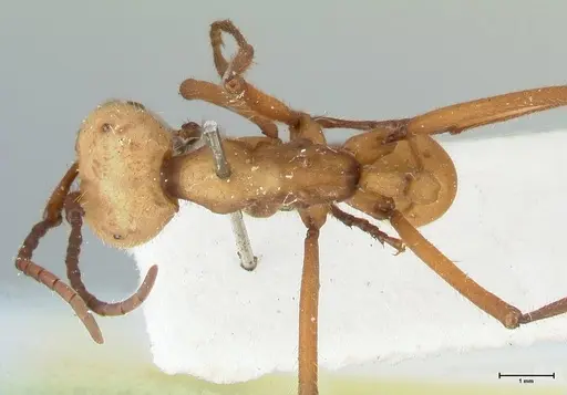 Eciton lucanoides - FOCOL1132