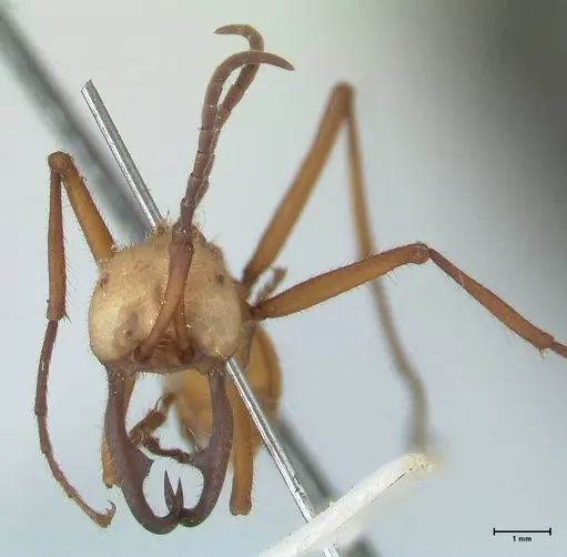 Eciton lucanoides - FOCOL1132