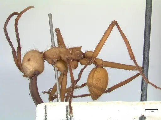 Eciton lucanoides - FOCOL1132