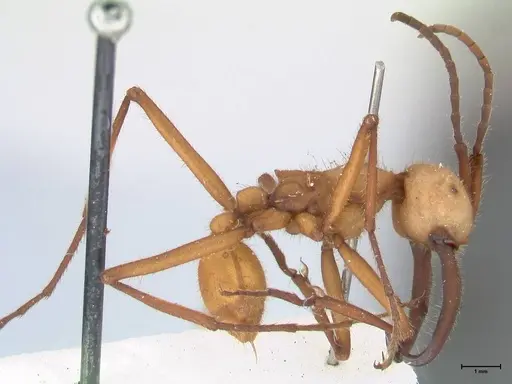 Eciton lucanoides - FOCOL1132