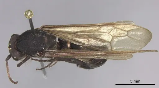 Eciton lucanoides - INBIOCRI001283561