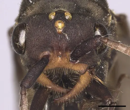 Eciton lucanoides - INBIOCRI001283561