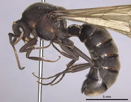 Eciton lucanoides - INBIOCRI001283561