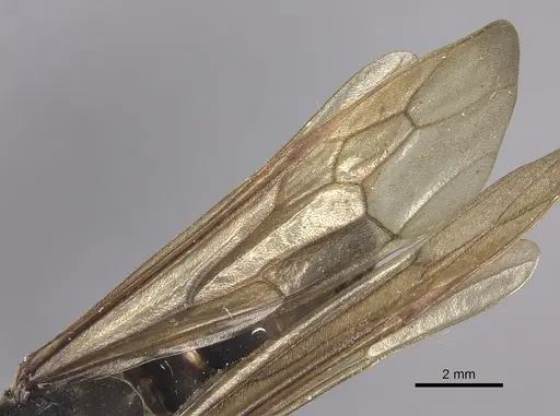 Eciton lucanoides - INBIOCRI001283561