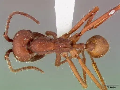 Eciton mexicanum specimen