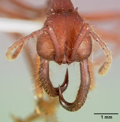 Eciton mexicanum specimen