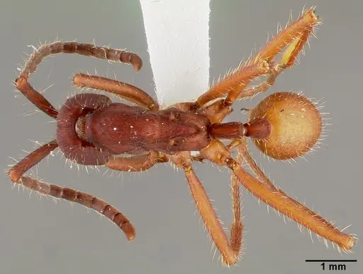 Eciton mexicanum - CASENT0006117