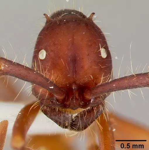 Eciton mexicanum - CASENT0006117