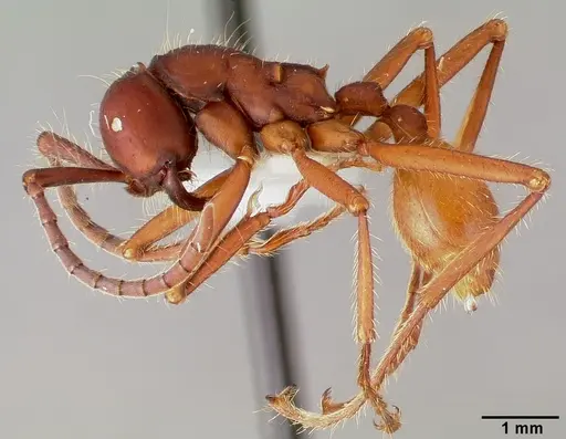 Eciton mexicanum - CASENT0006117